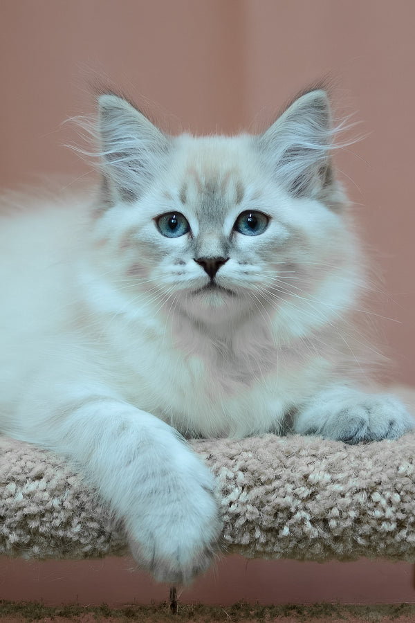Darling | Siberian Kitten