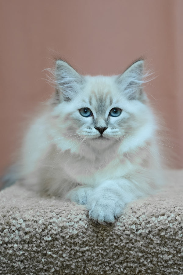 Darling | Siberian Kitten