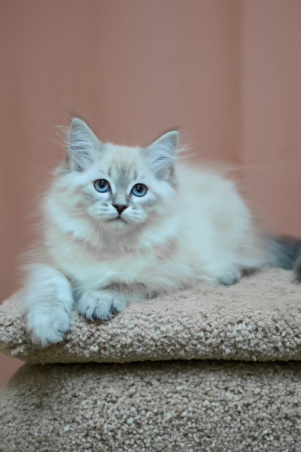 Darling | Siberian Kitten