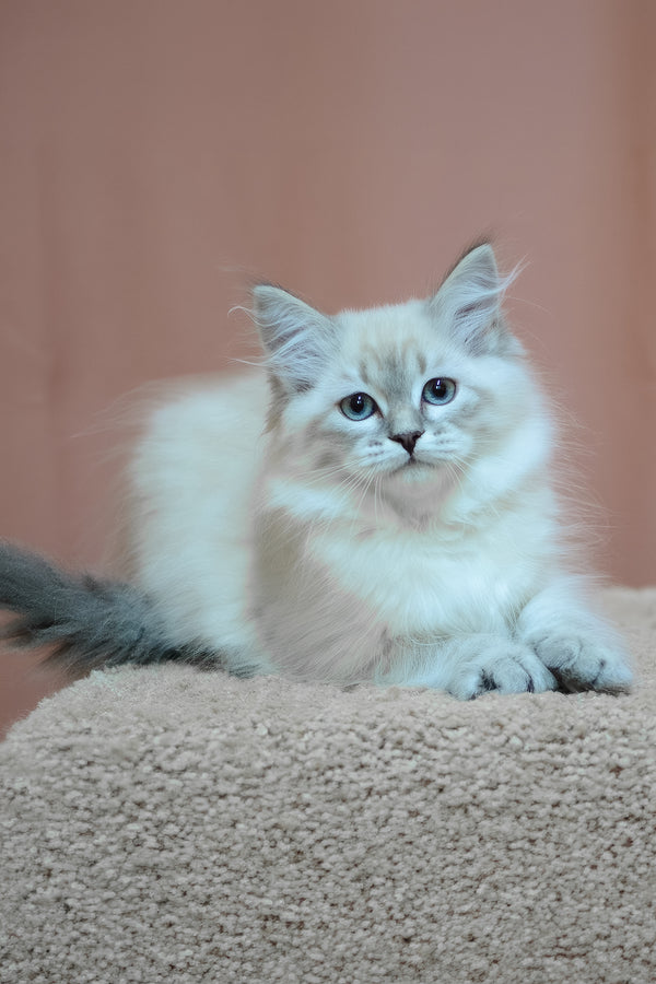 Darling | Siberian Kitten