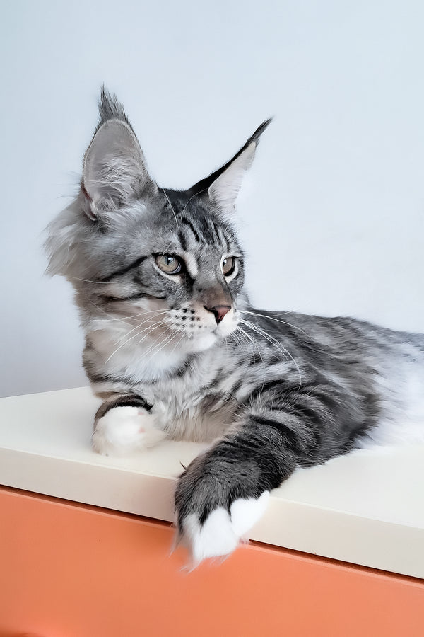 Dior | Maine Coon Kitten