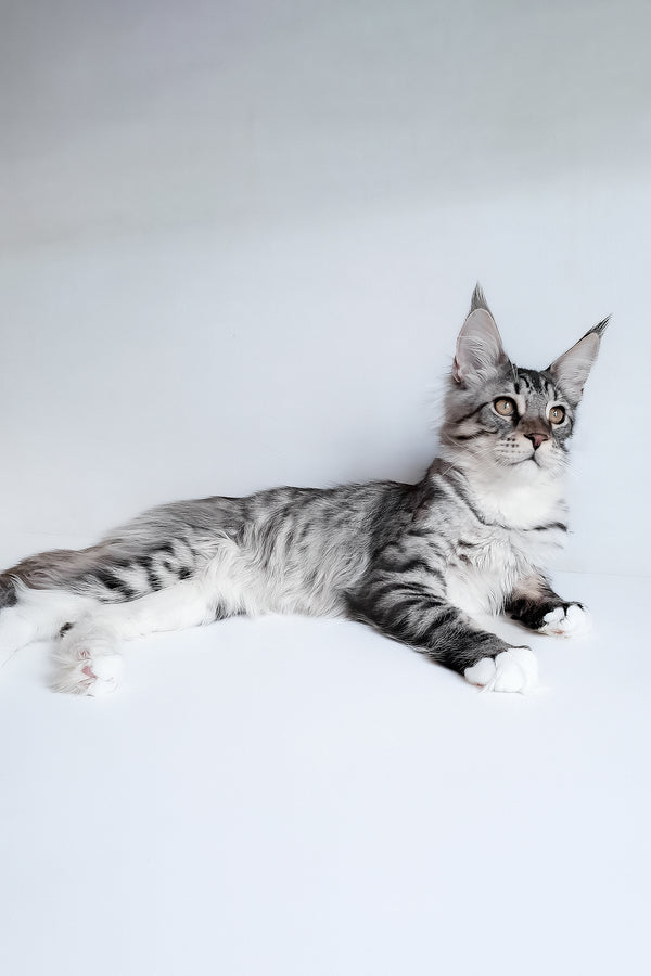 Dior | Maine Coon Kitten