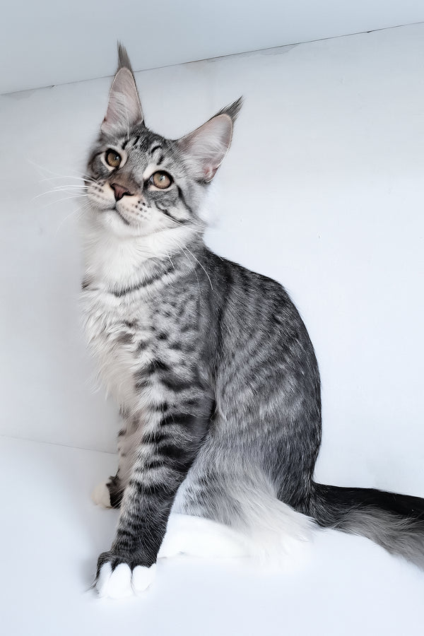 Dior | Maine Coon Kitten