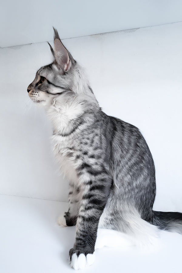 Dior | Maine Coon Kitten