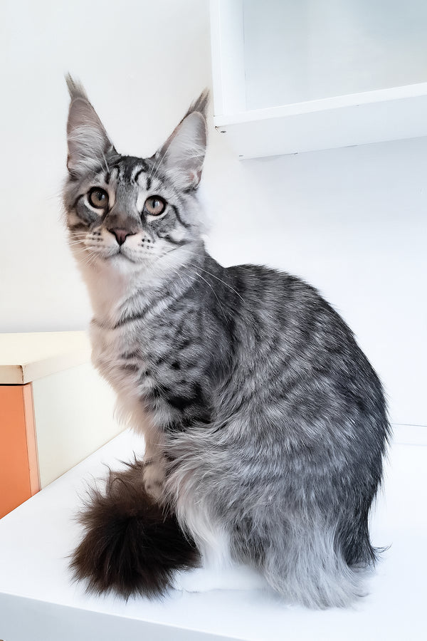 Dior | Maine Coon Kitten