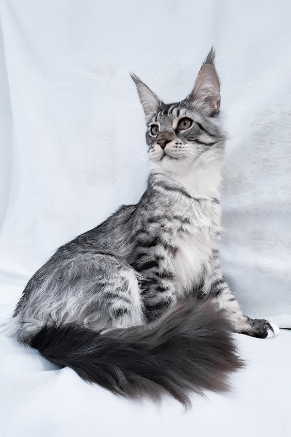 Dior | Maine Coon Kitten