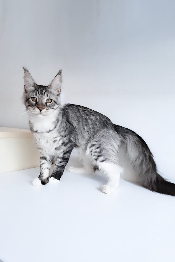 Dior | Maine Coon Kitten