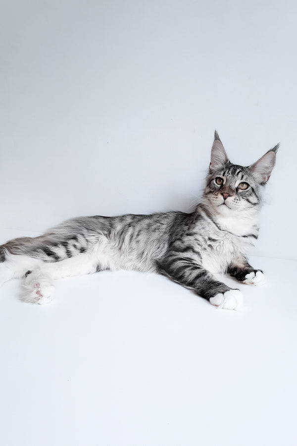 Dior | Maine Coon Kitten