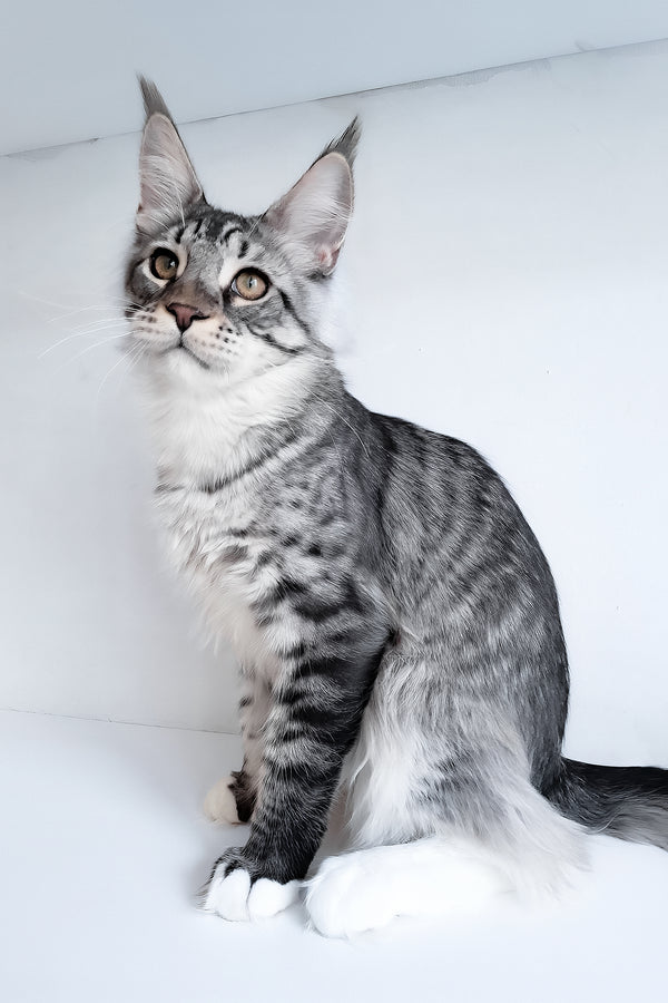 Dior | Maine Coon Kitten