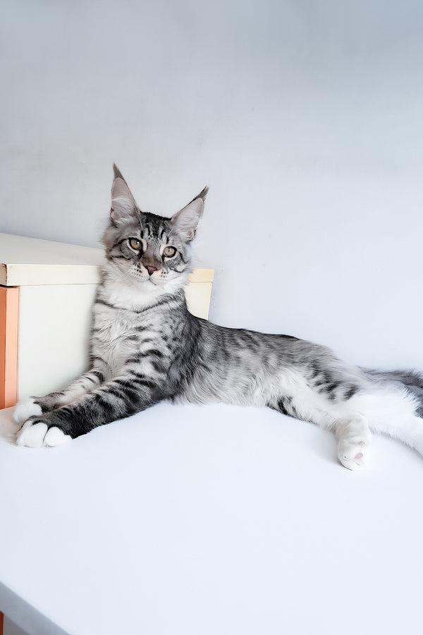 Dior | Maine Coon Kitten
