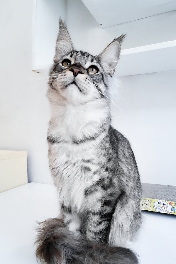 Dior | Maine Coon Kitten