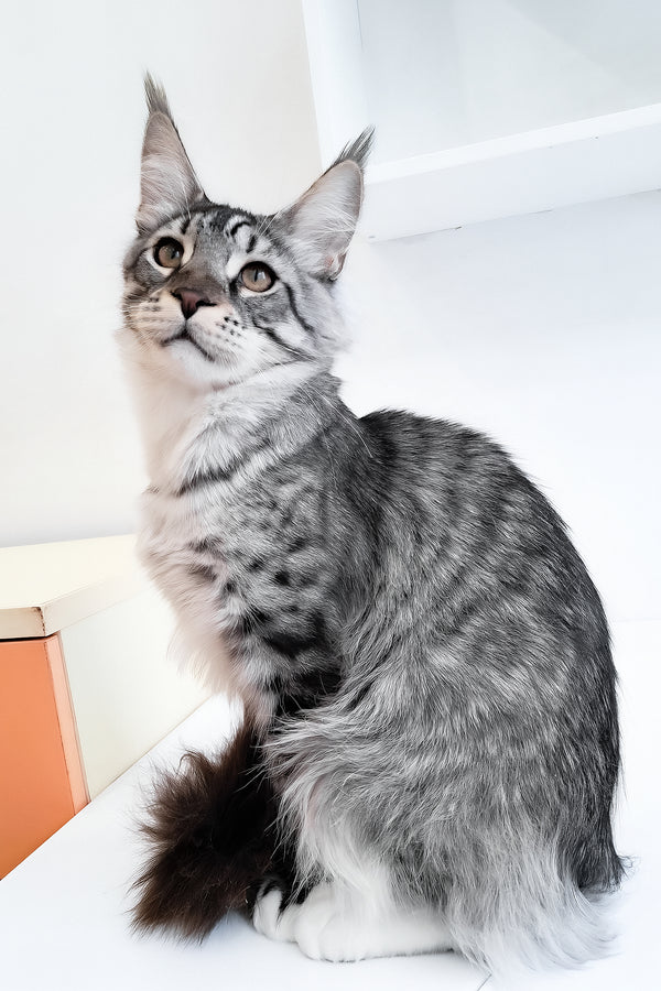 Dior | Maine Coon Kitten