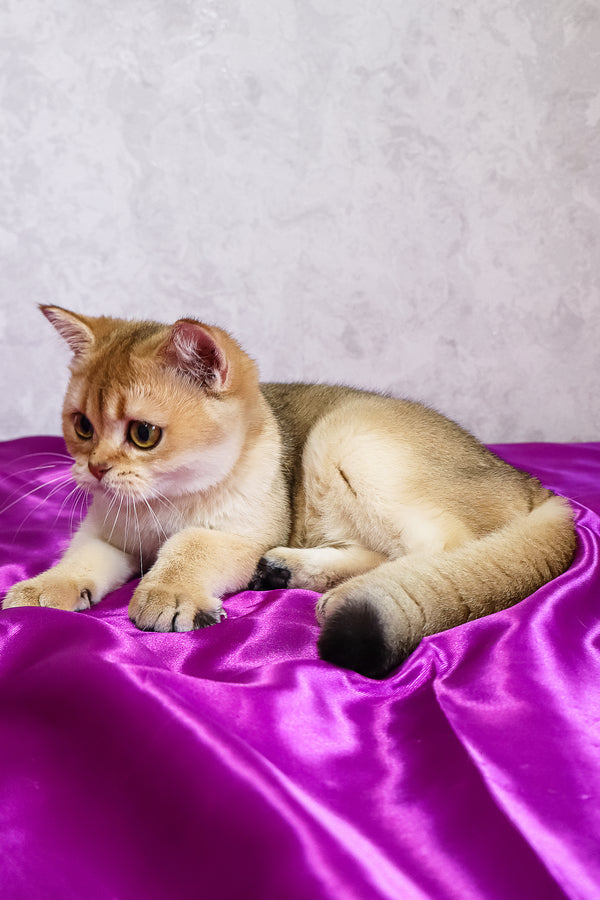 Daryna | Scottish Straight Kitten