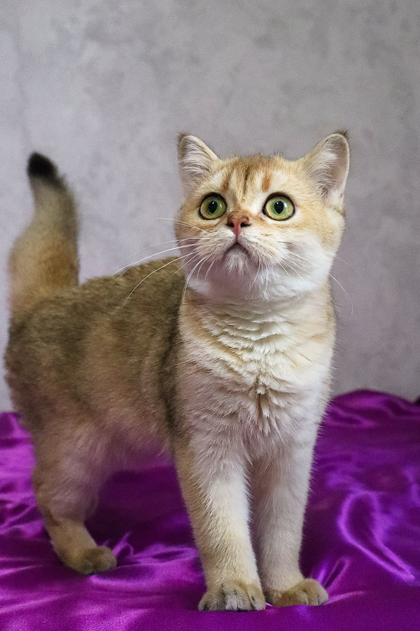 Daryna | Scottish Straight Kitten