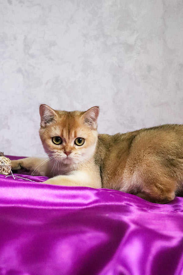 Daryna | Scottish Straight Kitten