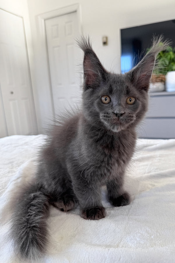 Dash | Maine Coon Kitten