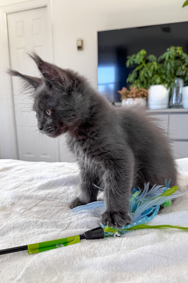 Dash | Maine Coon Kitten