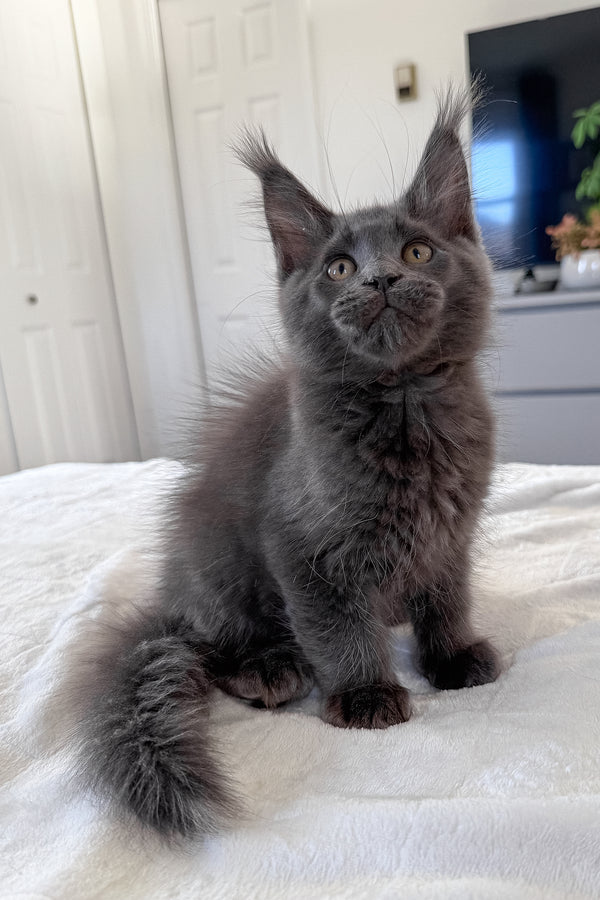 Dash | Maine Coon Kitten