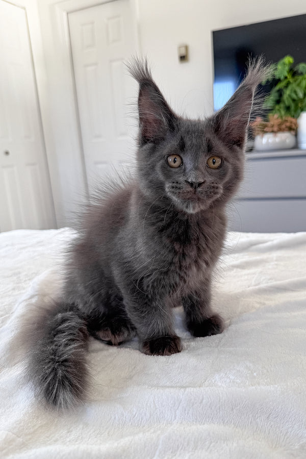 Dash | Maine Coon Kitten