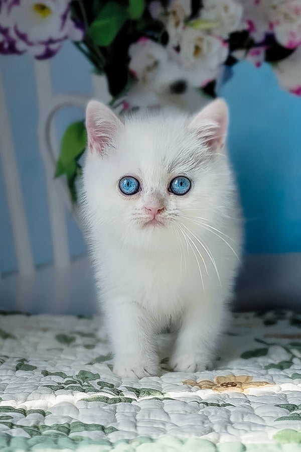 Dasha | British Shorthair Kitten