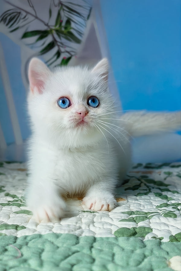 Dasha | British Shorthair Kitten