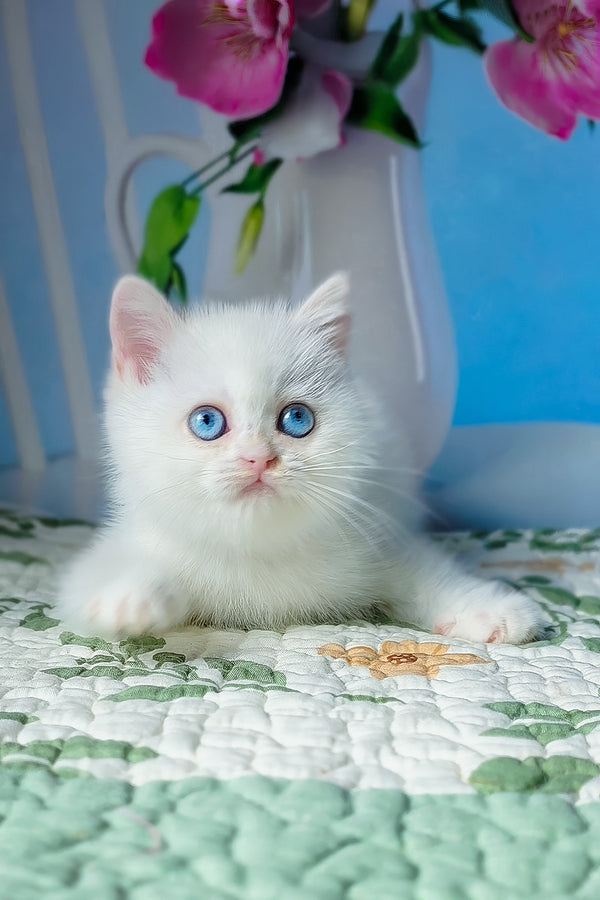 Dasha | British Shorthair Kitten
