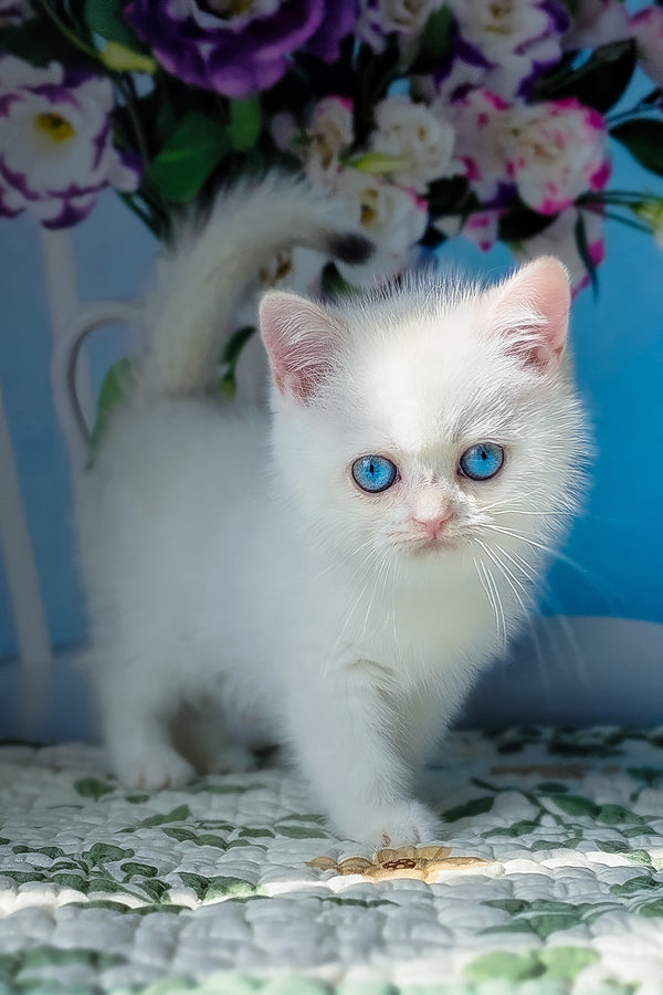 Dasha | British Shorthair Kitten