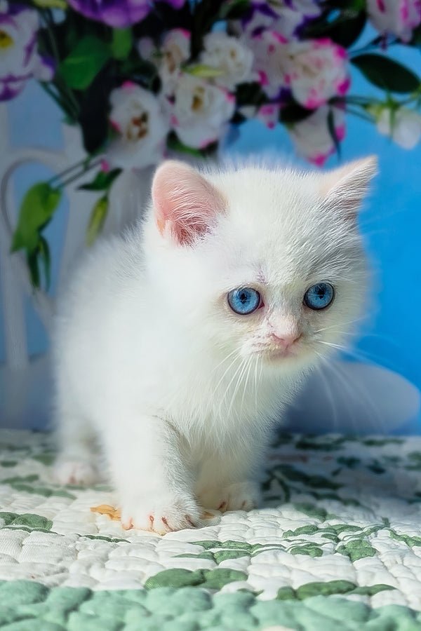 Dasha | British Shorthair Kitten