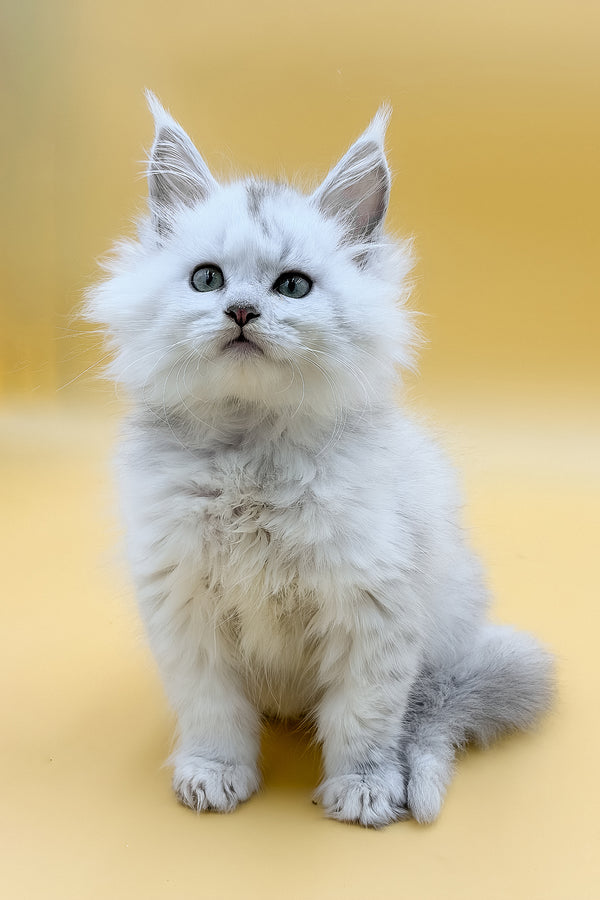 Daxi | Maine Coon Kitten