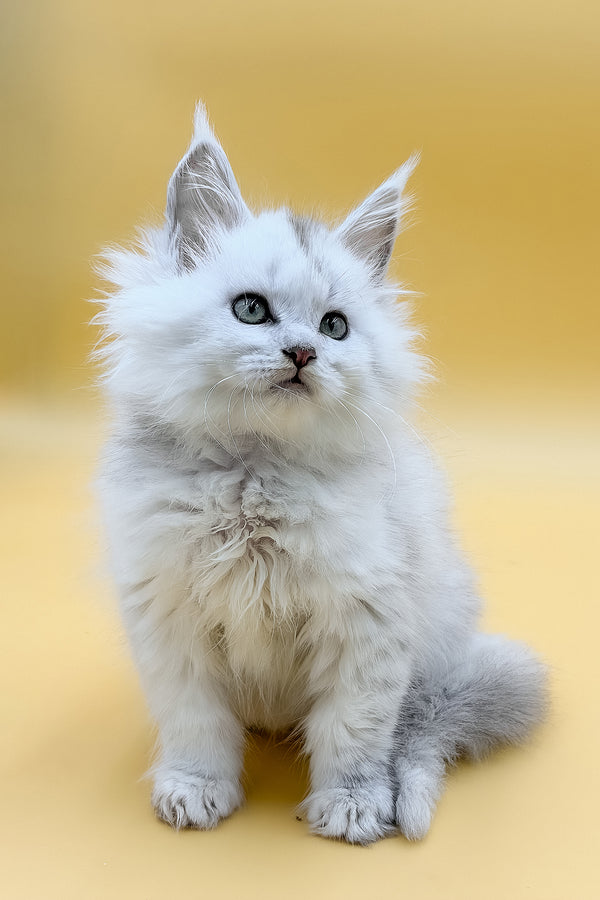 Daxi | Maine Coon Kitten