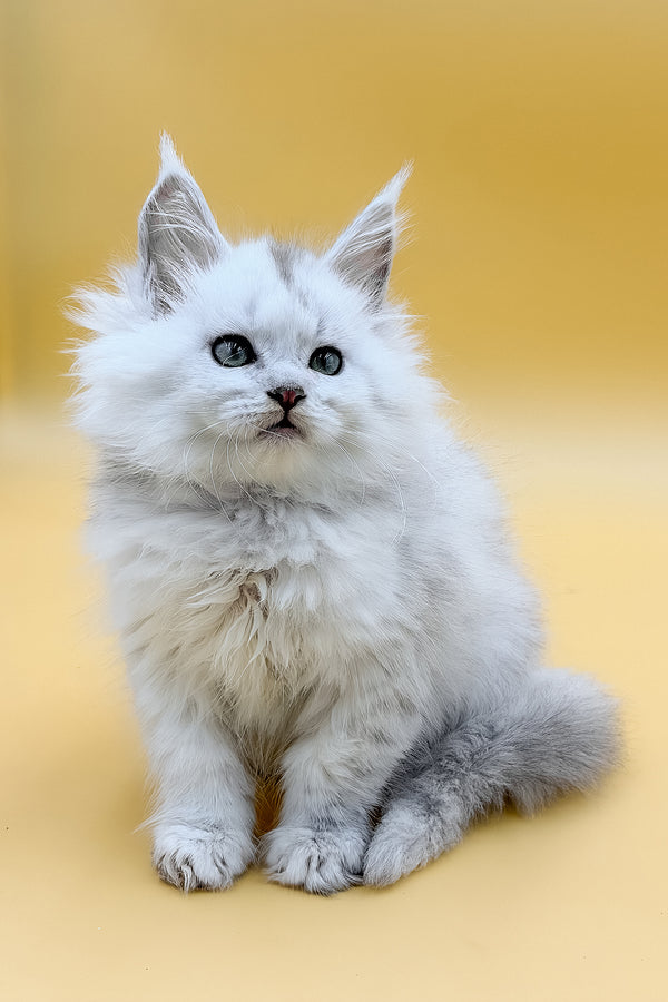 Daxi | Maine Coon Kitten