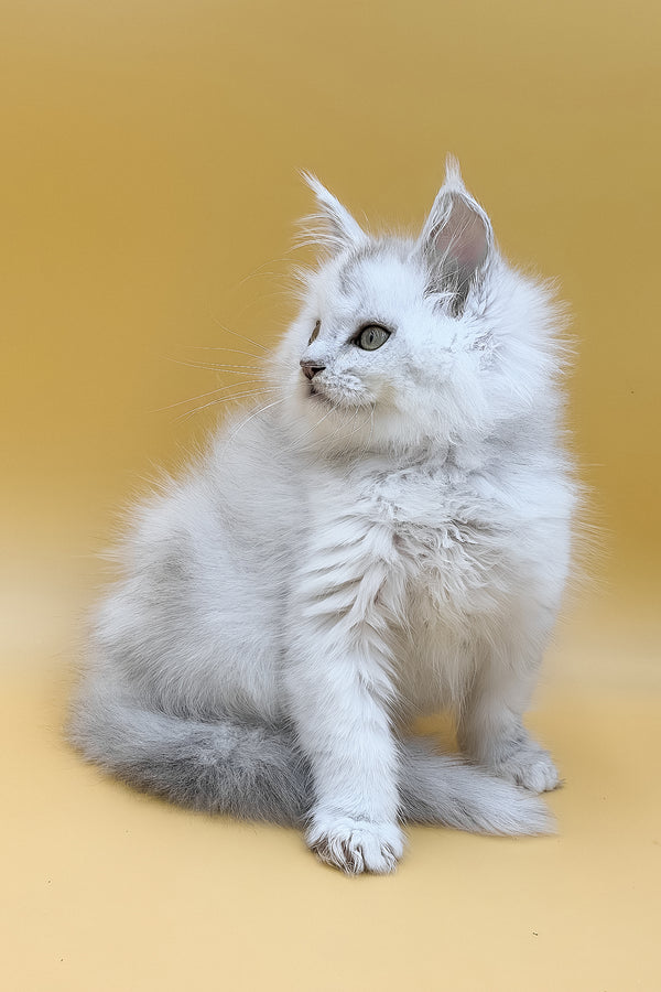 Daxi | Maine Coon Kitten