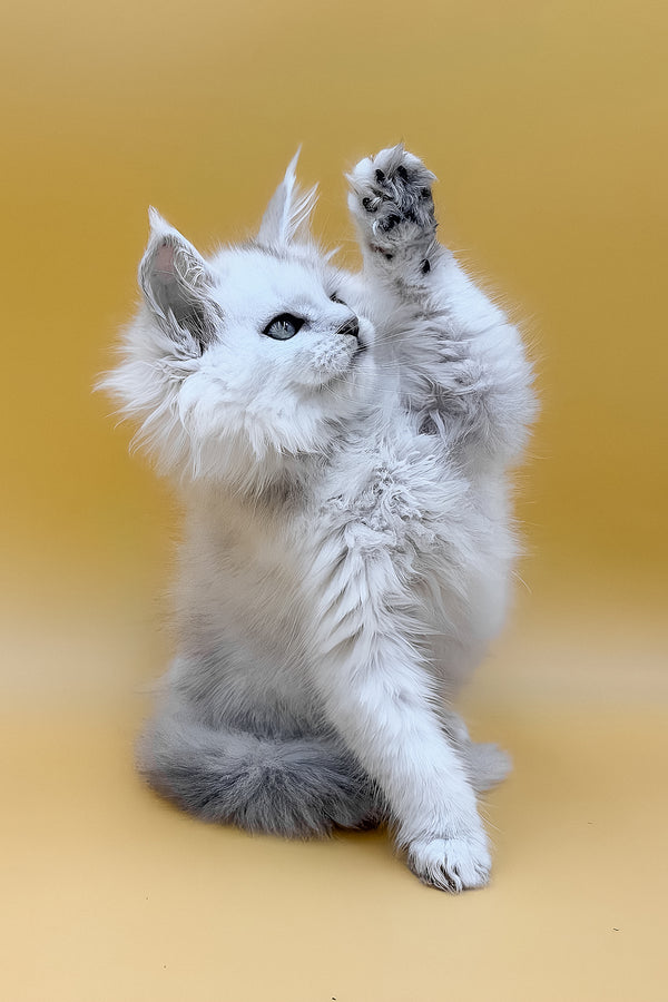 Daxi | Maine Coon Kitten