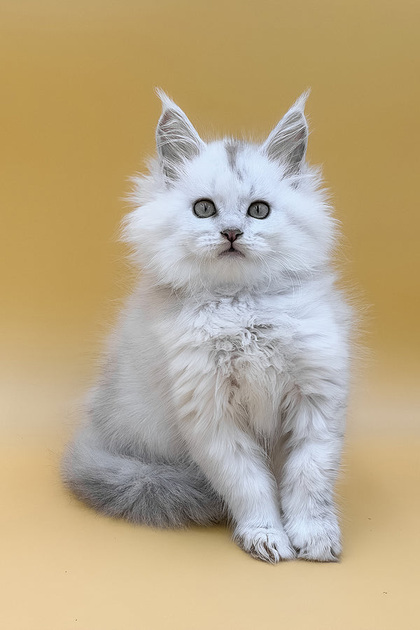 Daxi | Maine Coon Kitten