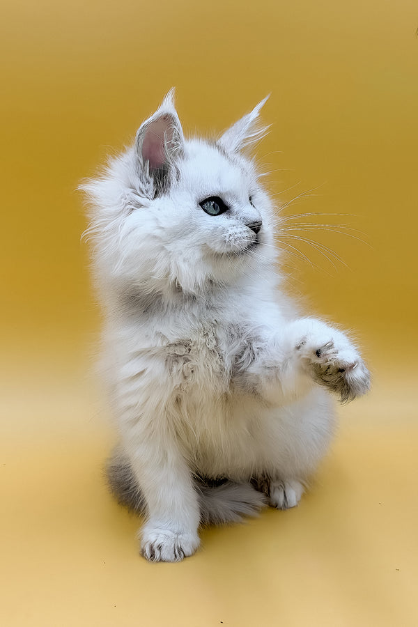 Daxi | Maine Coon Kitten