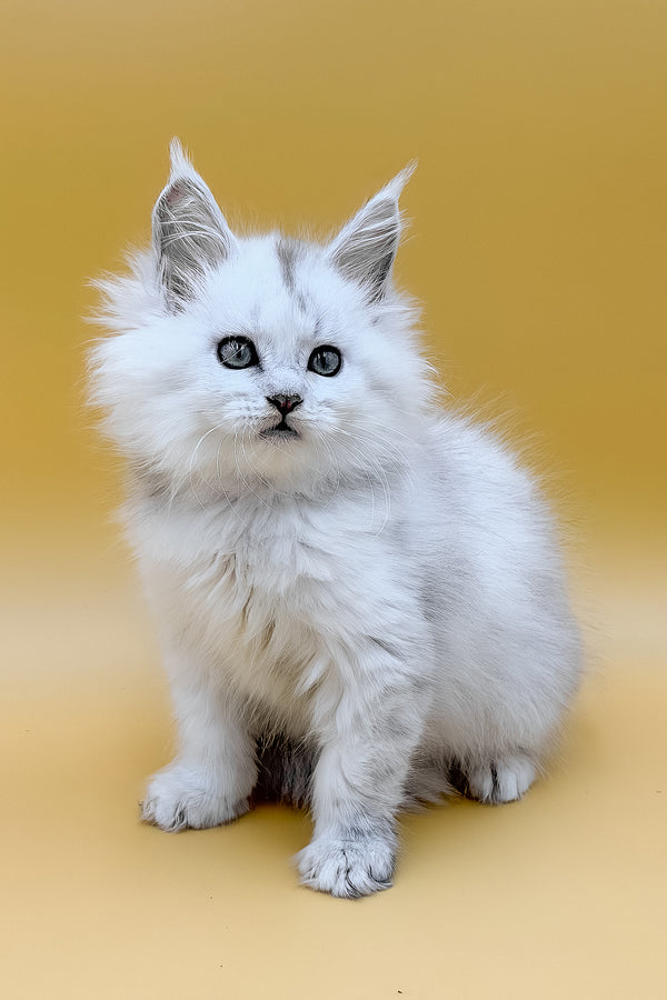Daxi | Maine Coon Kitten