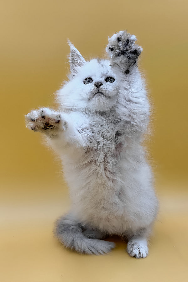 Daxi | Maine Coon Kitten