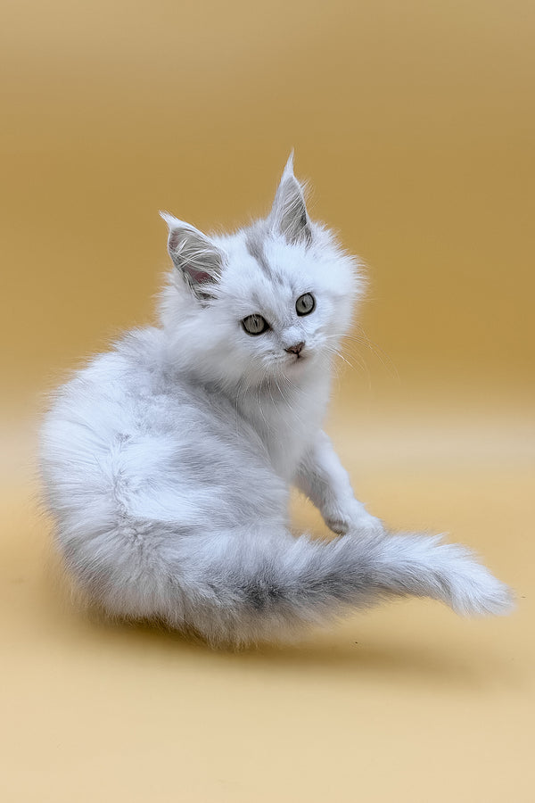 Daxi | Maine Coon Kitten