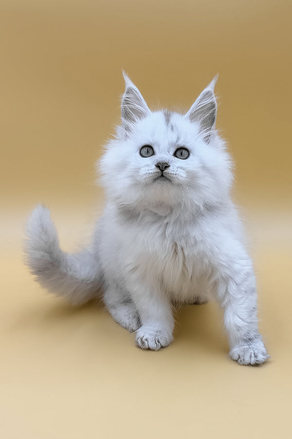 Daxi | Maine Coon Kitten
