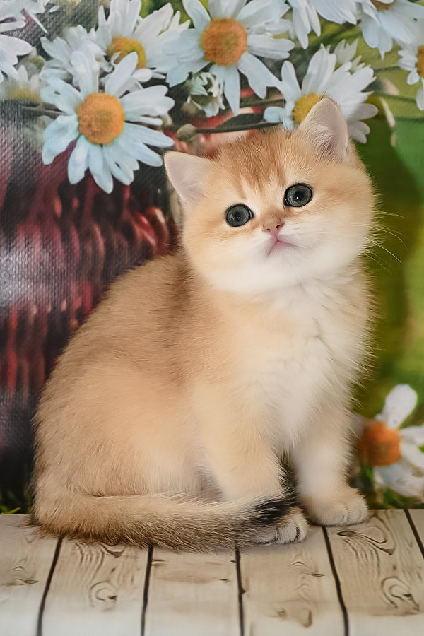 Dayana | British Shorthair Kitten