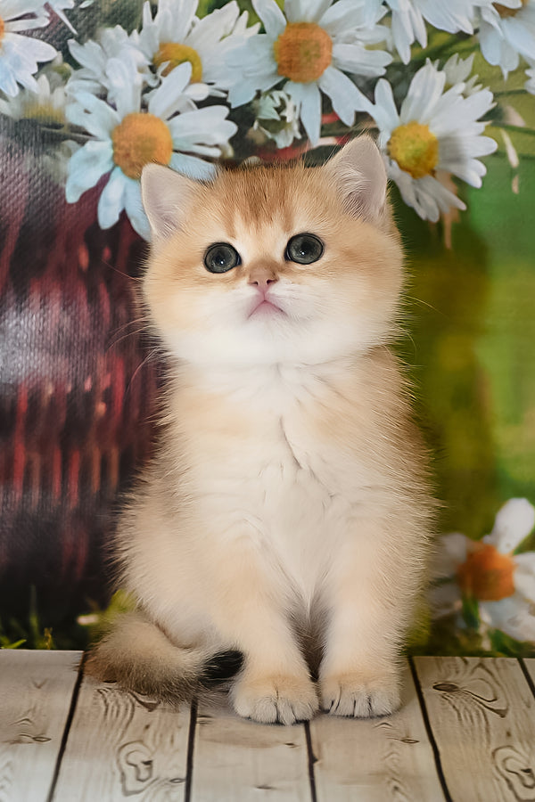 Dayana | British Shorthair Kitten