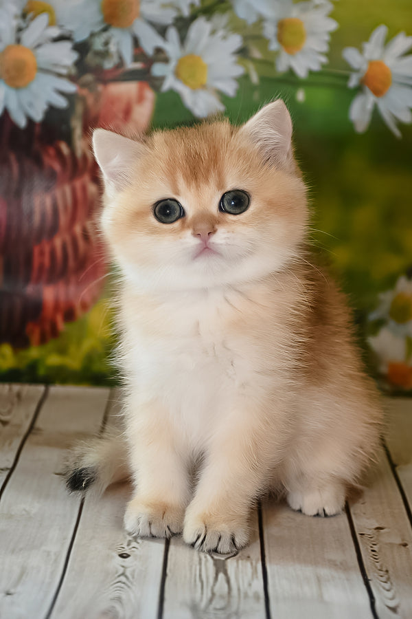 Dayana | British Shorthair Kitten