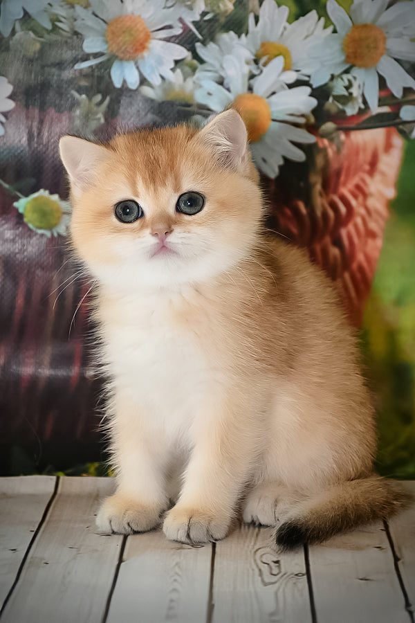 Dayana | British Shorthair Kitten