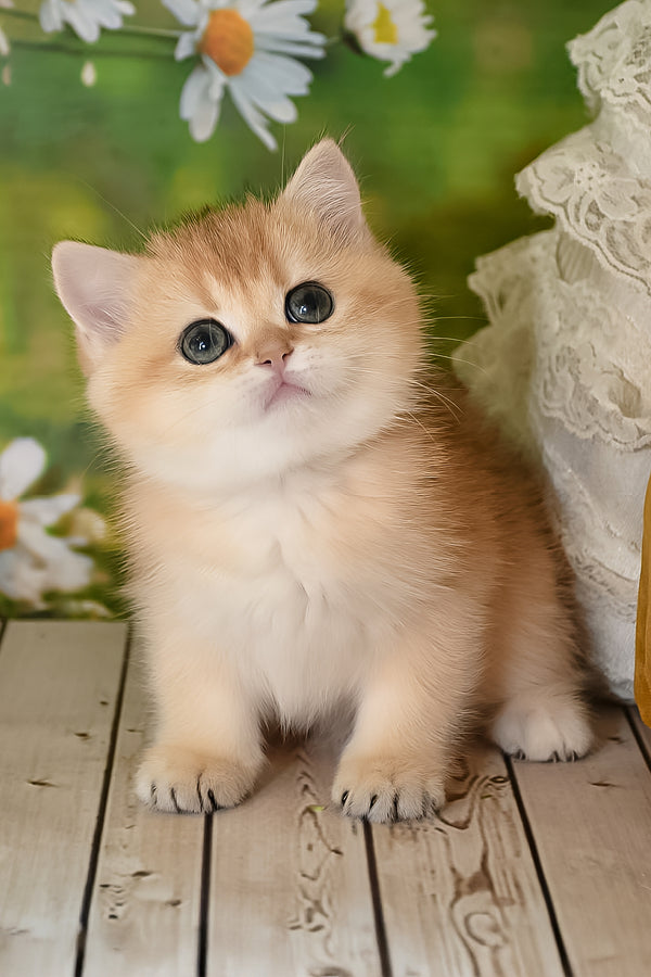 Dayana | British Shorthair Kitten