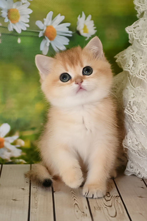 Dayana | British Shorthair Kitten
