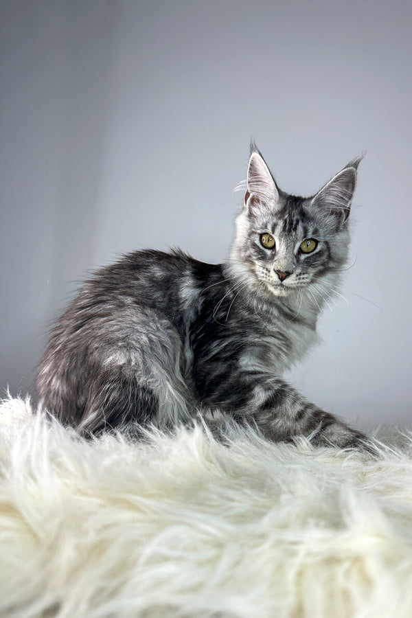 Debora | Maine Coon Kitten