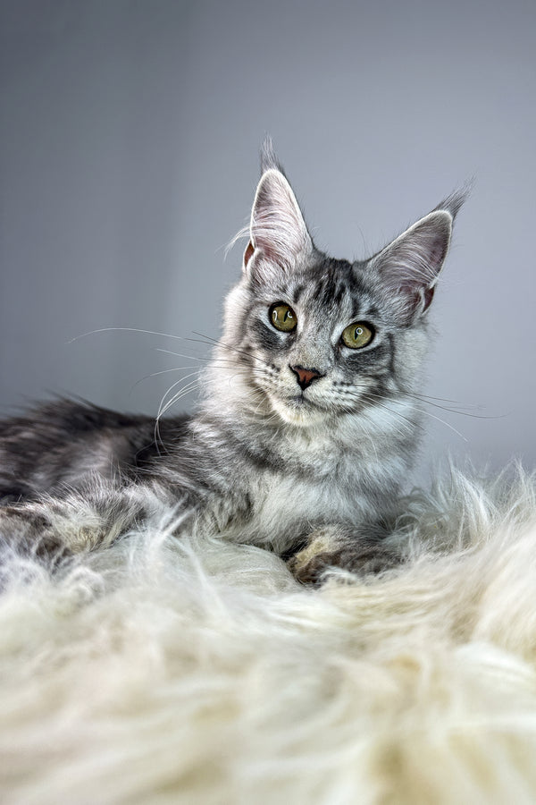 Debora | Maine Coon Kitten
