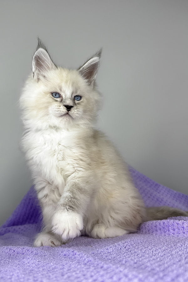 Deep Sky | Maine Coon Kitten