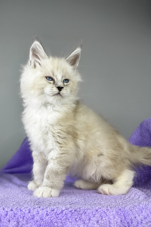 Deep Sky | Maine Coon Kitten