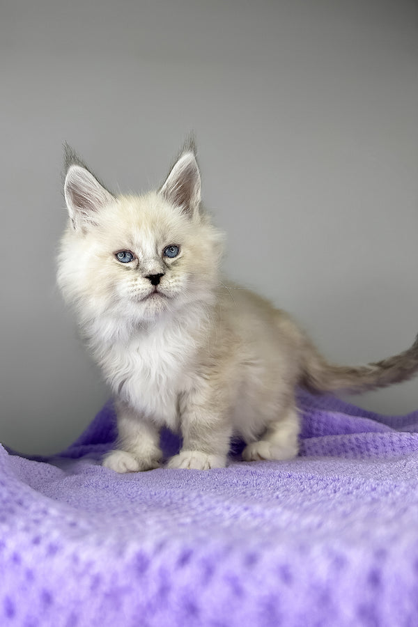Deep Sky | Maine Coon Kitten